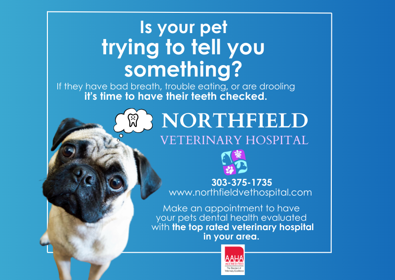 Carousel Slide 2: Pet Dental cleaning at Northfield Veterinary Hospital