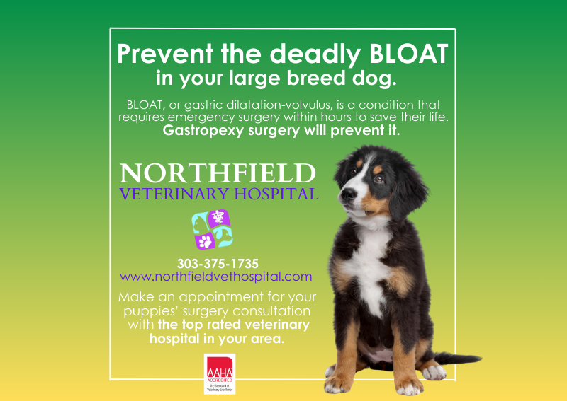 Carousel Slide 6: Prevent BLOAT in your large breed dog with Gastropexy surgery