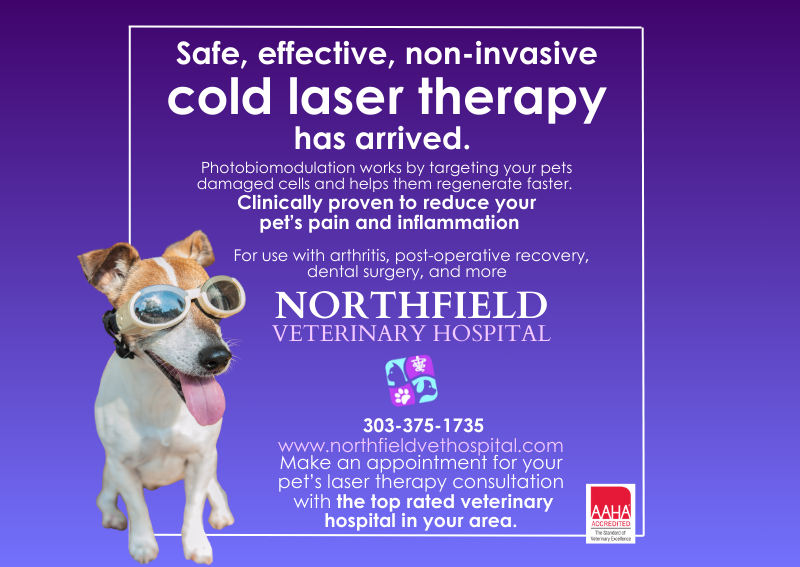 Carousel Slide 1: Cold laser therapy at Northfield Veterinary Hospital