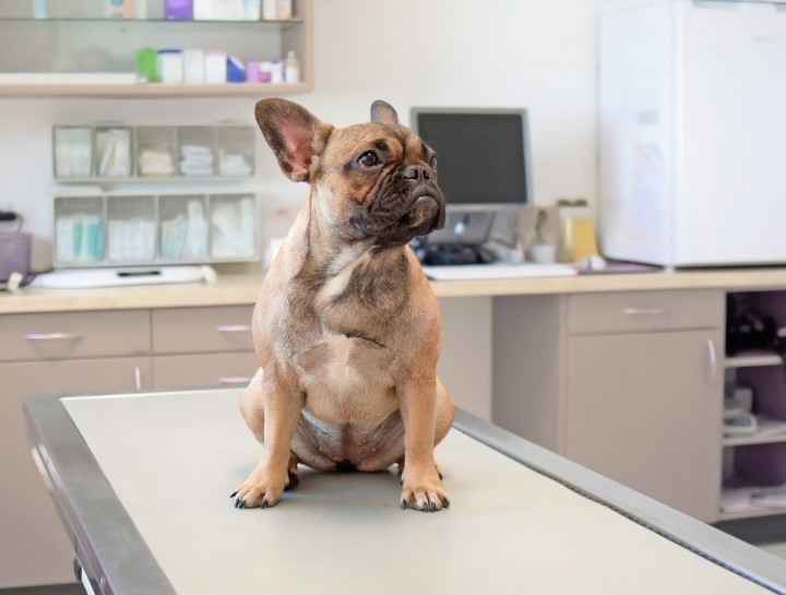 Pet Urgent Care